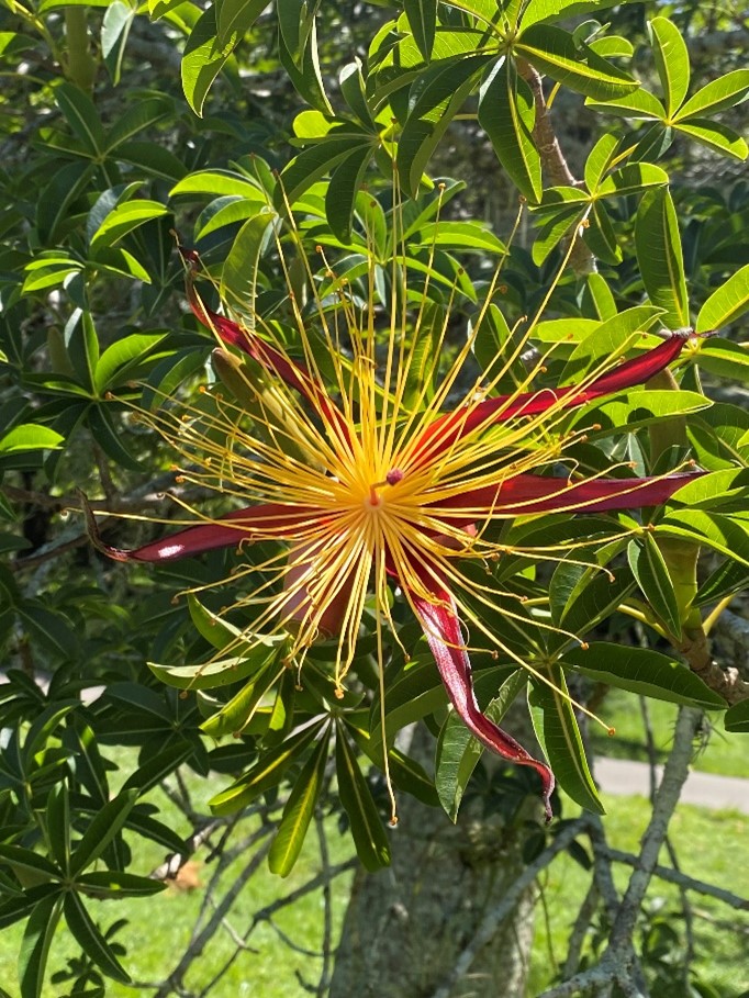 Bottlebrush - Gardening Solutions - University of Florida, Institute of  Food and Agricultural Sciences